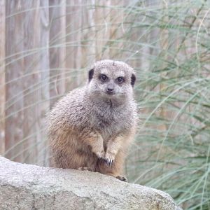 Meerkat