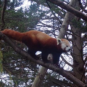 Red panda