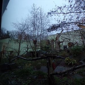 Red panda temporary enclosure (3)