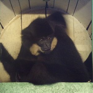 Buff-cheeked gibbon