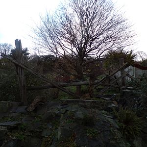 Malayan sun bear enclosure