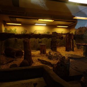 Malayan sun bear indoors