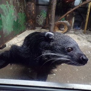 Binturong