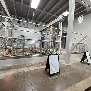 Animals and Man Building - Sulcata Tortoise and African Crowned Crane Exhibits