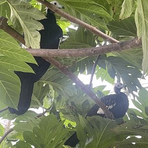 Blue-throated Piping Guan