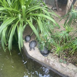 Yellow-spotted Amazon Turtle Exhibit