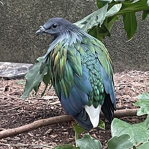 Nicobar Pigeon
