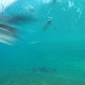 Gentoo penguins swimming