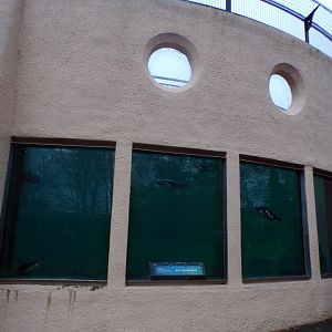 Penguin underwater viewing area