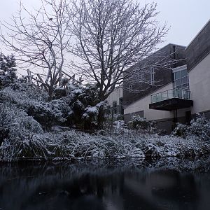 Chimpanzee enclosure in snow