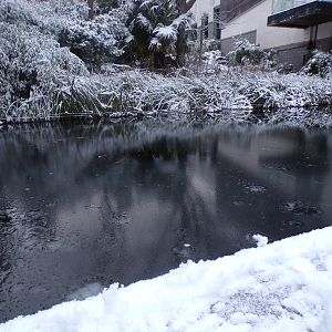 View of frozen chimpanzee moat