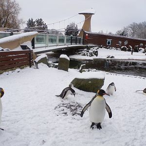 Penguins in the snow
