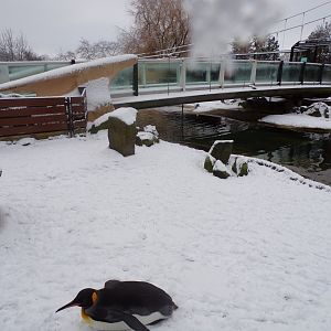 Penguins in the snow