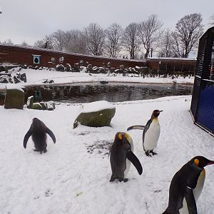 Penguins in the snow