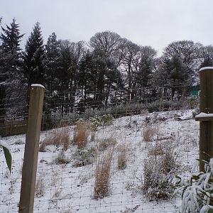 Giant panda enclosure in the snow