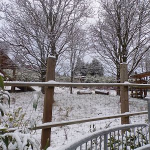 Giant panda enclosure in the snow (2)
