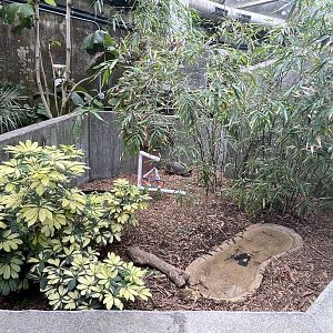 Red-Footed Tortoise Exhibit