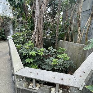 Malayan Chevrotain Exhibit #1