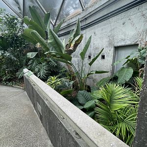 Malayan Chevrotain Exhibit #2