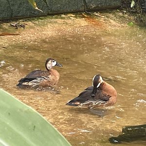Hybrid Whistling Ducks