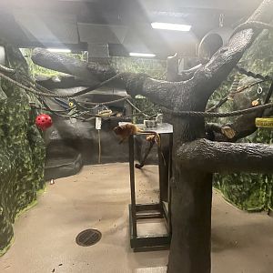 Golden Lion Tamarin Exhibit