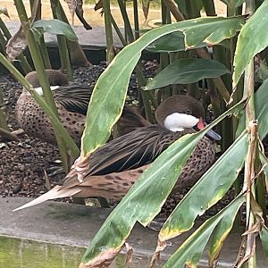 White-cheeked Pintail