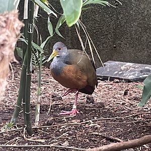 Grey-necked Wood Rail