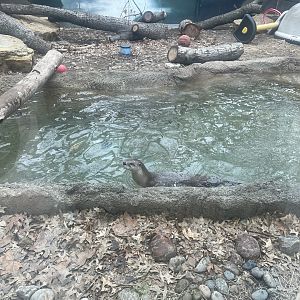 North American River Otter