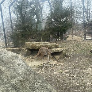 Kansas Carnivores - Cougar Exhibit