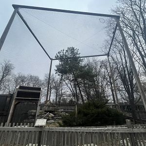 Black Bear Woods - Eurasian Eagle Owl Exhibit