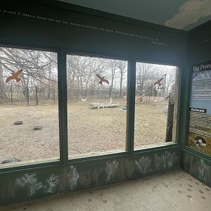 Black Bear Woods - Pronghorn Viewing