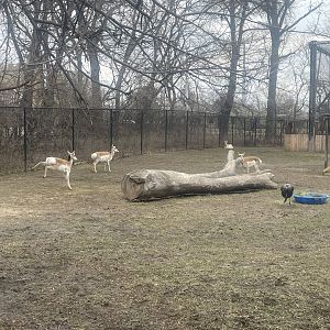Black Bear Woods - Pronghorn Exhibit