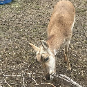 Pronghorn