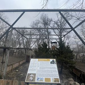 Black Bear Woods - Golden Eagle Exhibit