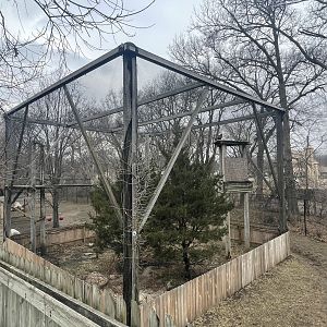 Black Bear Woods - Golden Eagle Exhibit