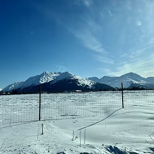 Wood Bison Paddock