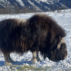 Muskox