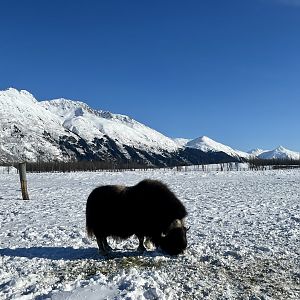 Muskox Paddock