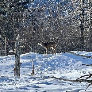 Sitka Deer