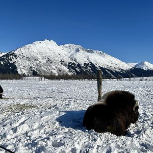 Muskox