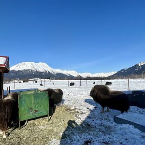 Muskox