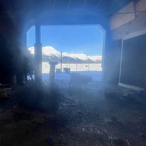 Temporary Canada Lynx Exhibit