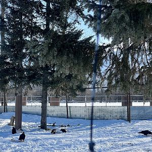 Ravens scavenging Grey Wolf Exhibit