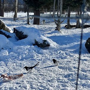 Black-billed Magpies scavenging Grey Wolf Exhibit