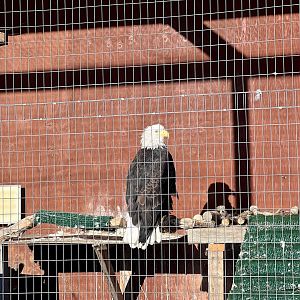 Bald Eagle