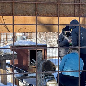 Porcupine Interaction