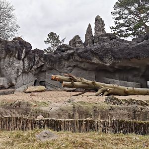 "Upgraded" lion enclosure