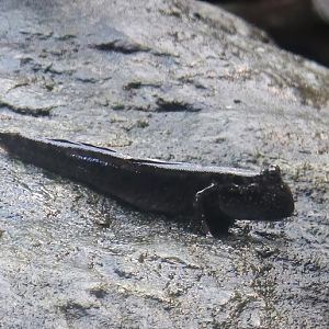 Common mudskipper (Periophthalmus kalolo)