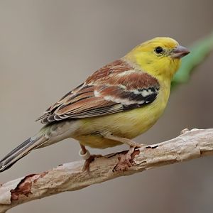 Sudan golden sparrow (Passer luteus)