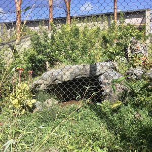 Sumatran Tiger Exhibit (Small)